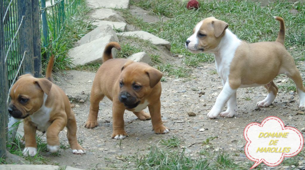 chiot Staffordshire Bull Terrier De Marolles