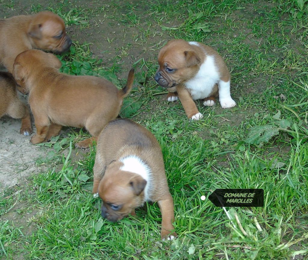 chiot Staffordshire Bull Terrier De Marolles