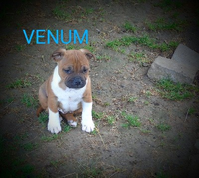 VENUM