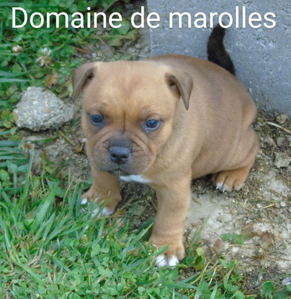 De Marolles - Chiot disponible  - Staffordshire Bull Terrier