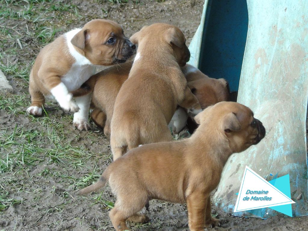 chiot Staffordshire Bull Terrier De Marolles