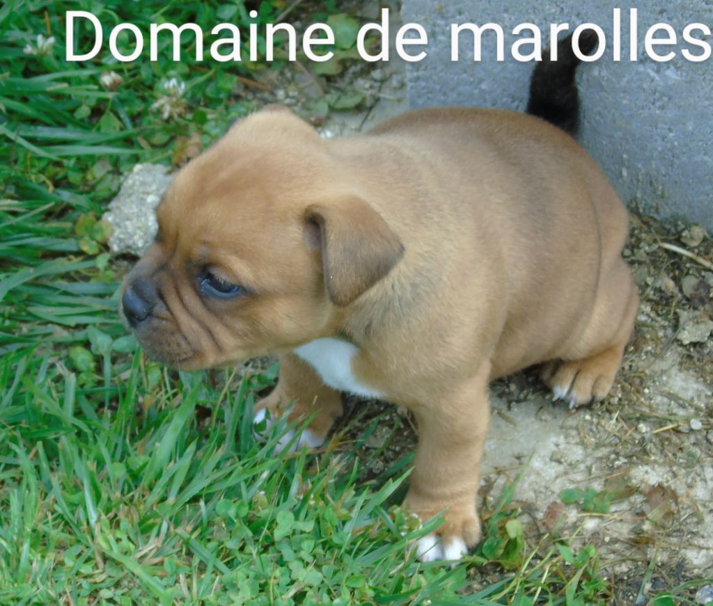 De Marolles - Chiot disponible  - Staffordshire Bull Terrier