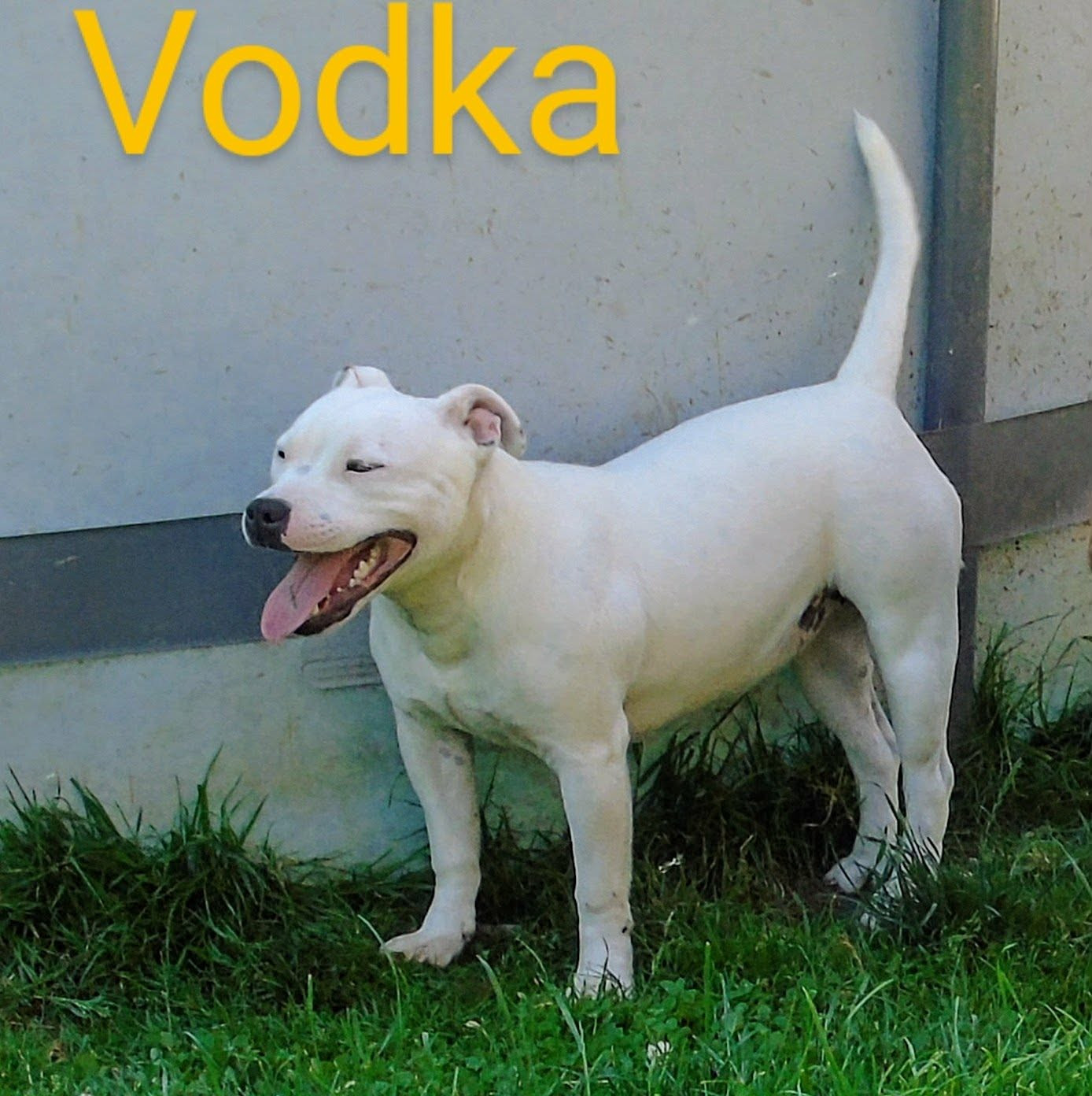 VODKA ICE De Marolles