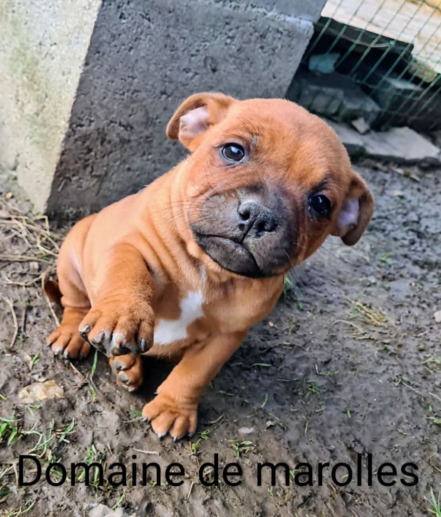 De Marolles - Chiots disponibles - Staffordshire Bull Terrier