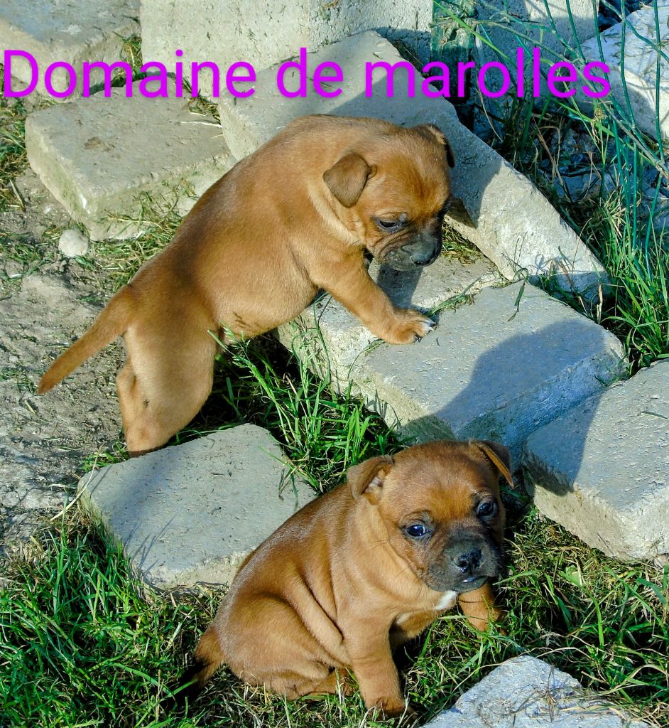 De Marolles - Chiots disponibles - Staffordshire Bull Terrier