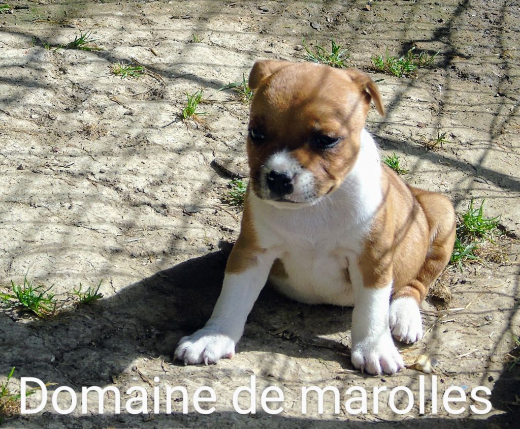 De Marolles - Chiots disponibles - Staffordshire Bull Terrier