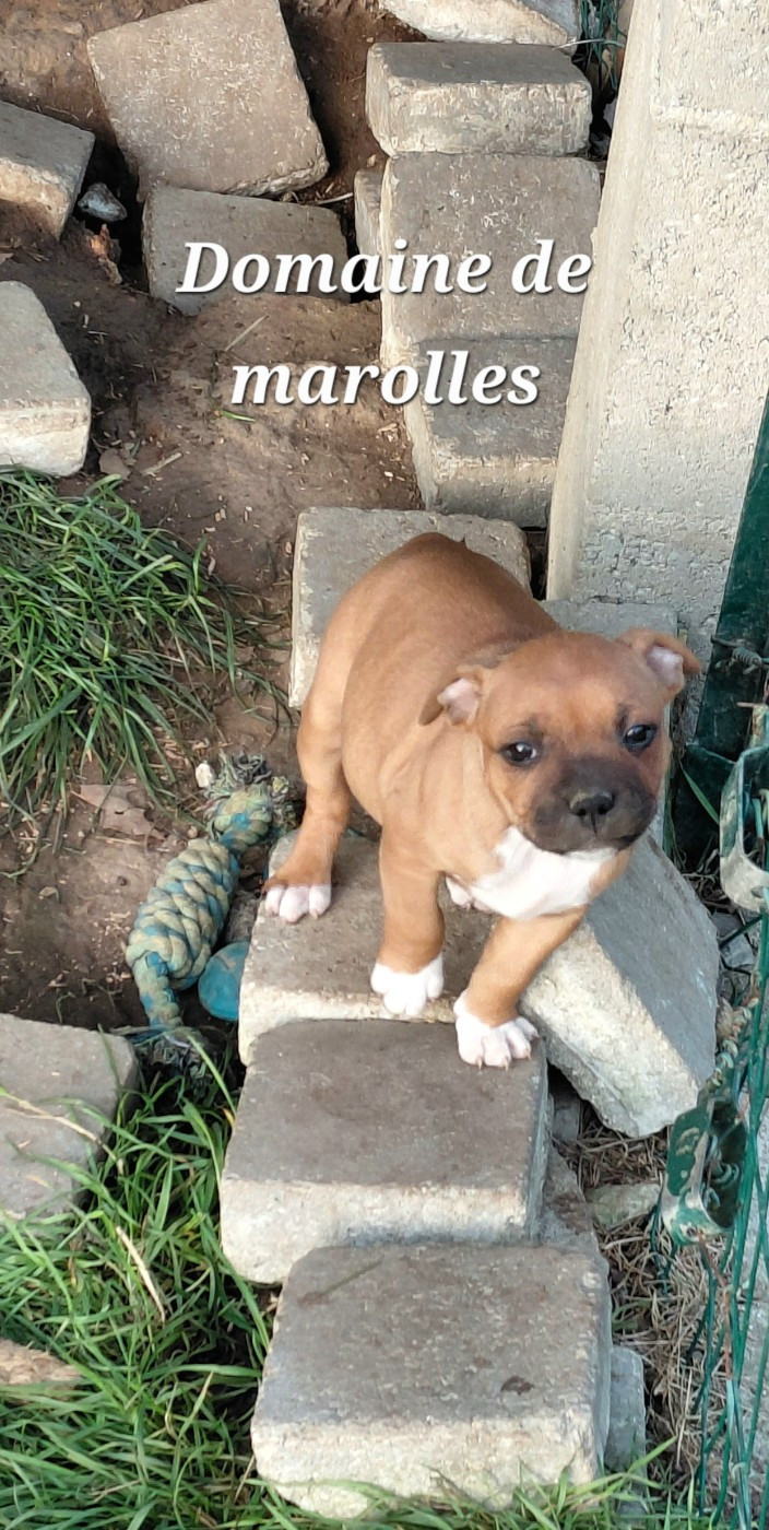 De Marolles - Chiots disponibles - Staffordshire Bull Terrier