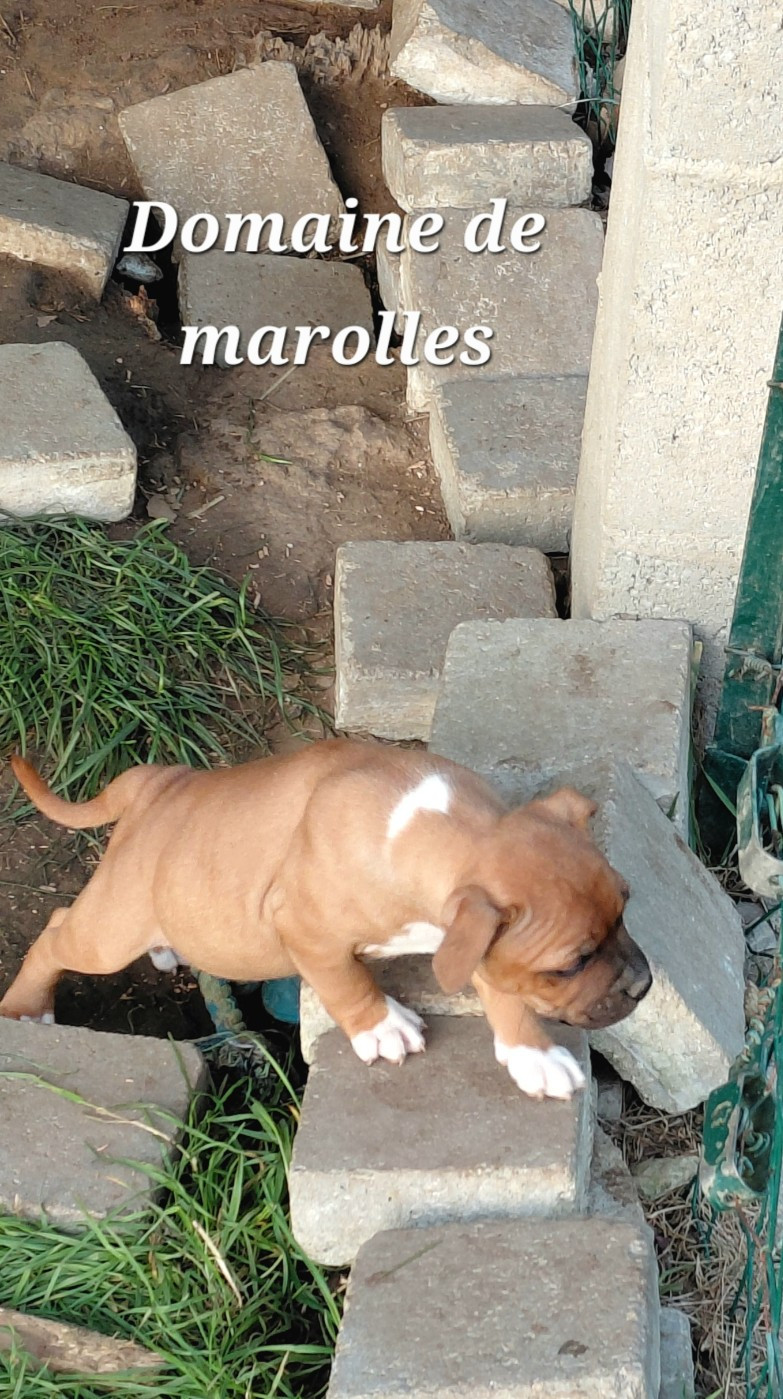 De Marolles - Chiots disponibles - Staffordshire Bull Terrier