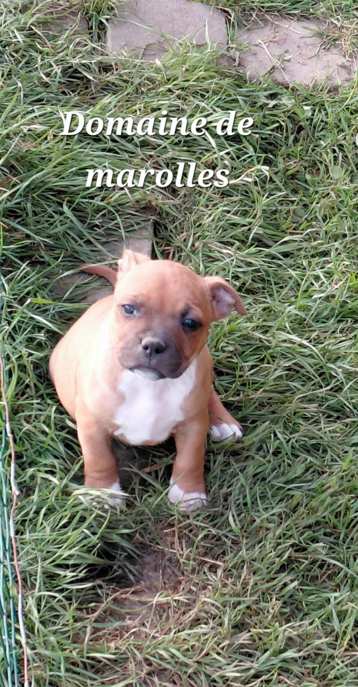 De Marolles - Chiots disponibles - Staffordshire Bull Terrier