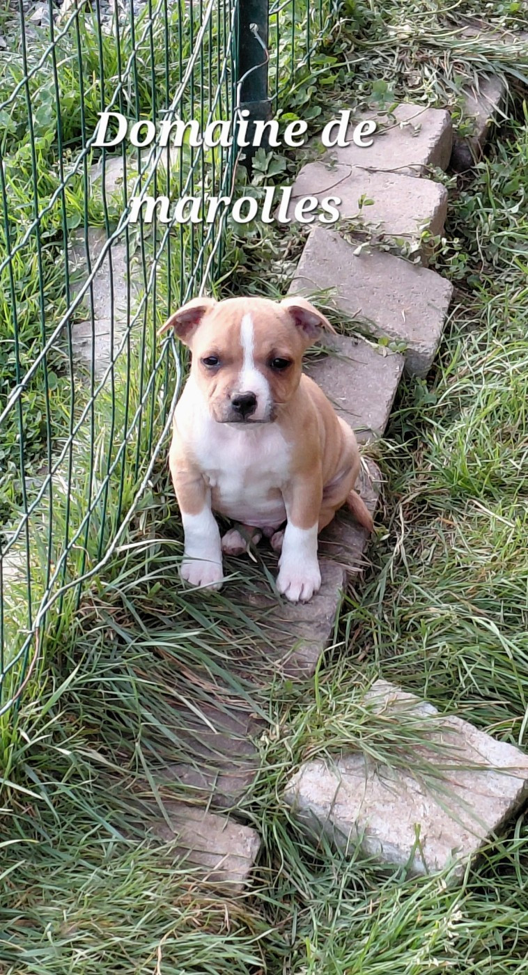 De Marolles - Chiots disponibles - Staffordshire Bull Terrier