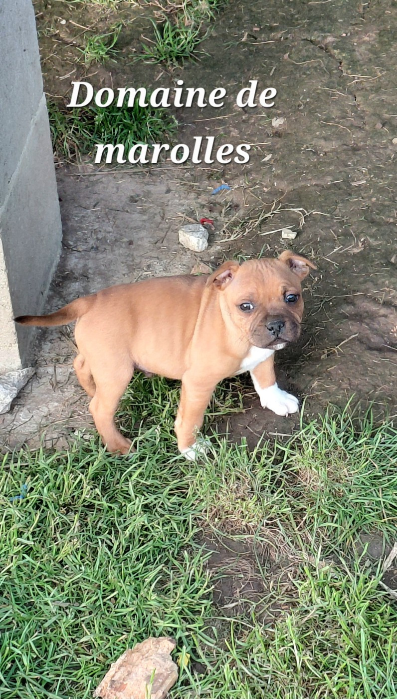 De Marolles - Chiots disponibles - Staffordshire Bull Terrier