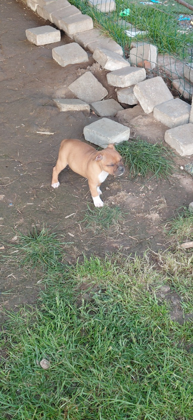 De Marolles - Chiots disponibles - Staffordshire Bull Terrier