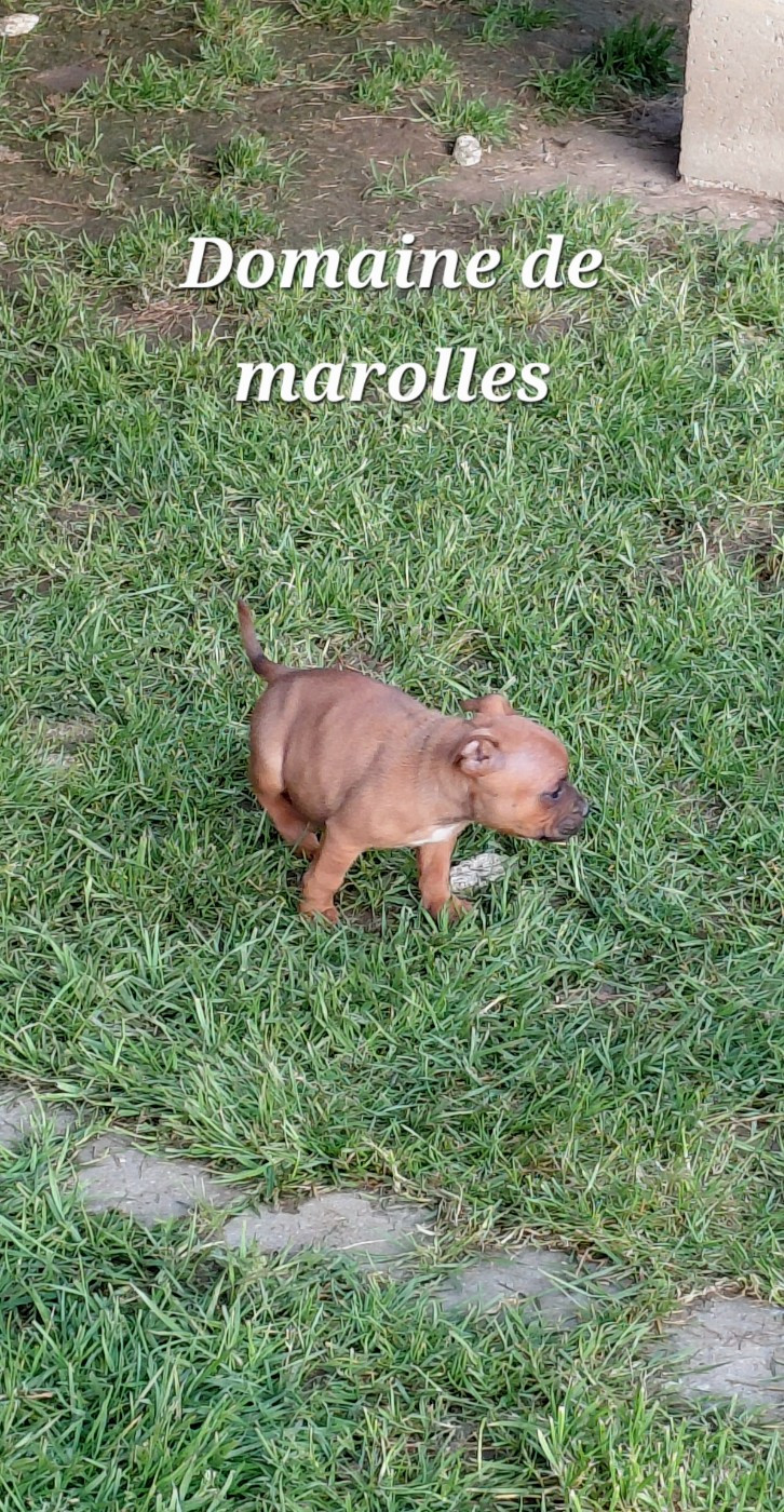 De Marolles - Chiots disponibles - Staffordshire Bull Terrier
