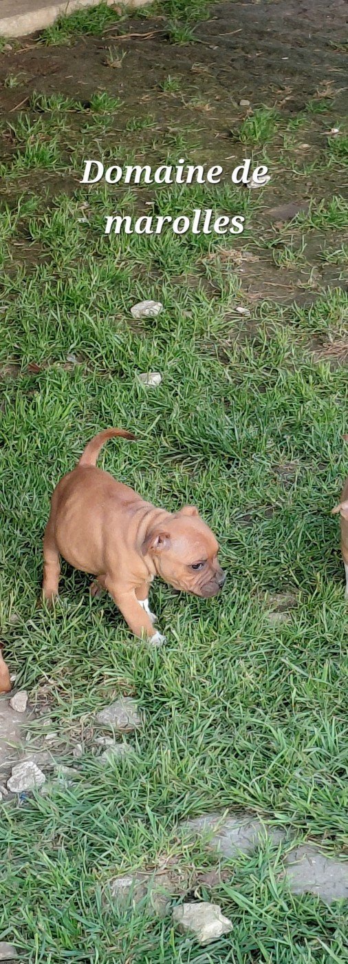 De Marolles - Chiots disponibles - Staffordshire Bull Terrier