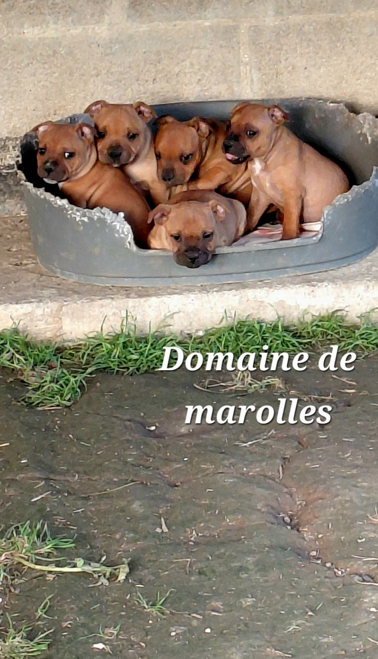 Chiot Staffordshire Bull Terrier De Marolles