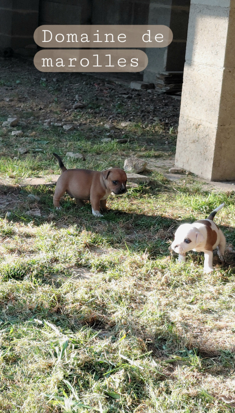 Chiot Staffordshire Bull Terrier De Marolles