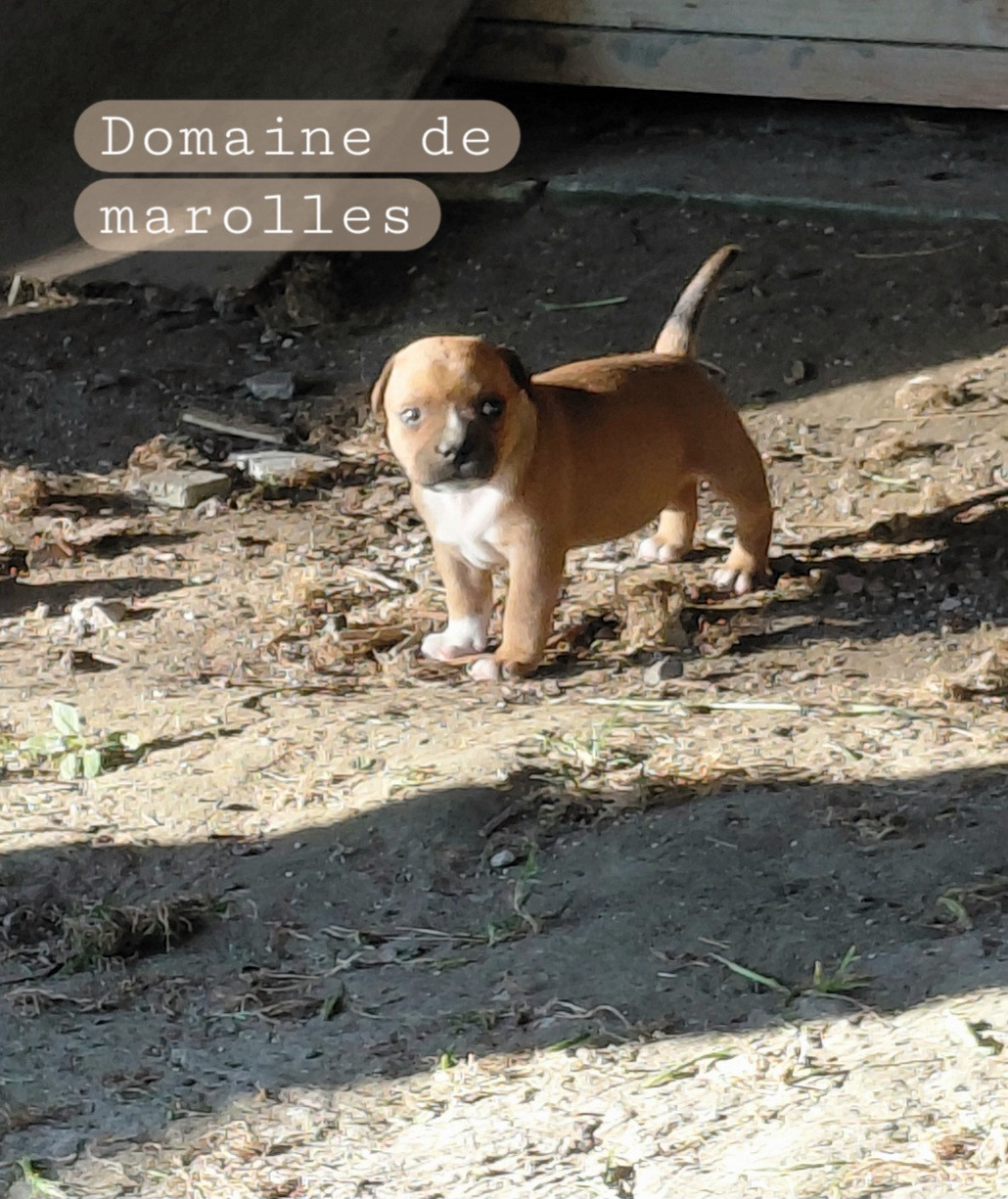 De Marolles - Chiots disponibles - Staffordshire Bull Terrier