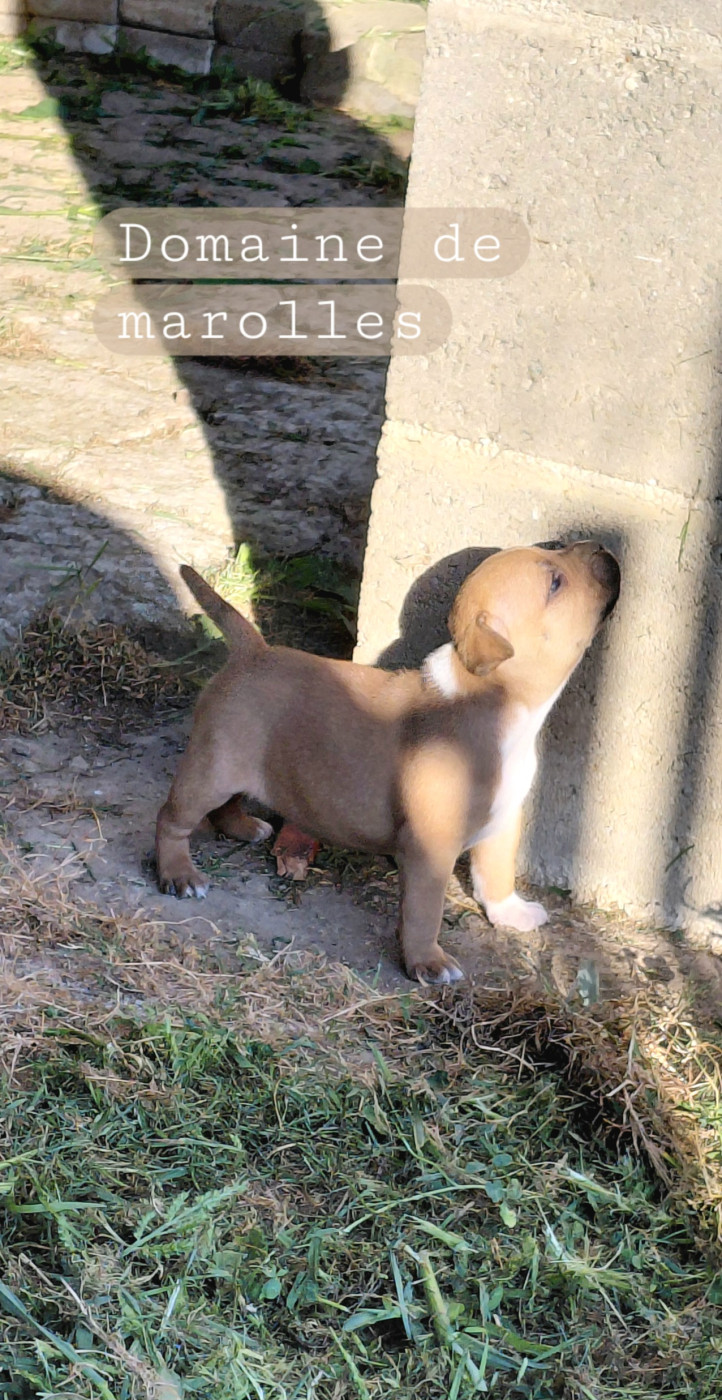 De Marolles - Chiots disponibles - Staffordshire Bull Terrier
