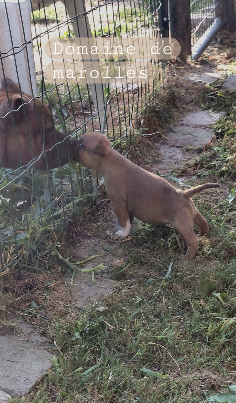 De Marolles - Chiots disponibles - Staffordshire Bull Terrier