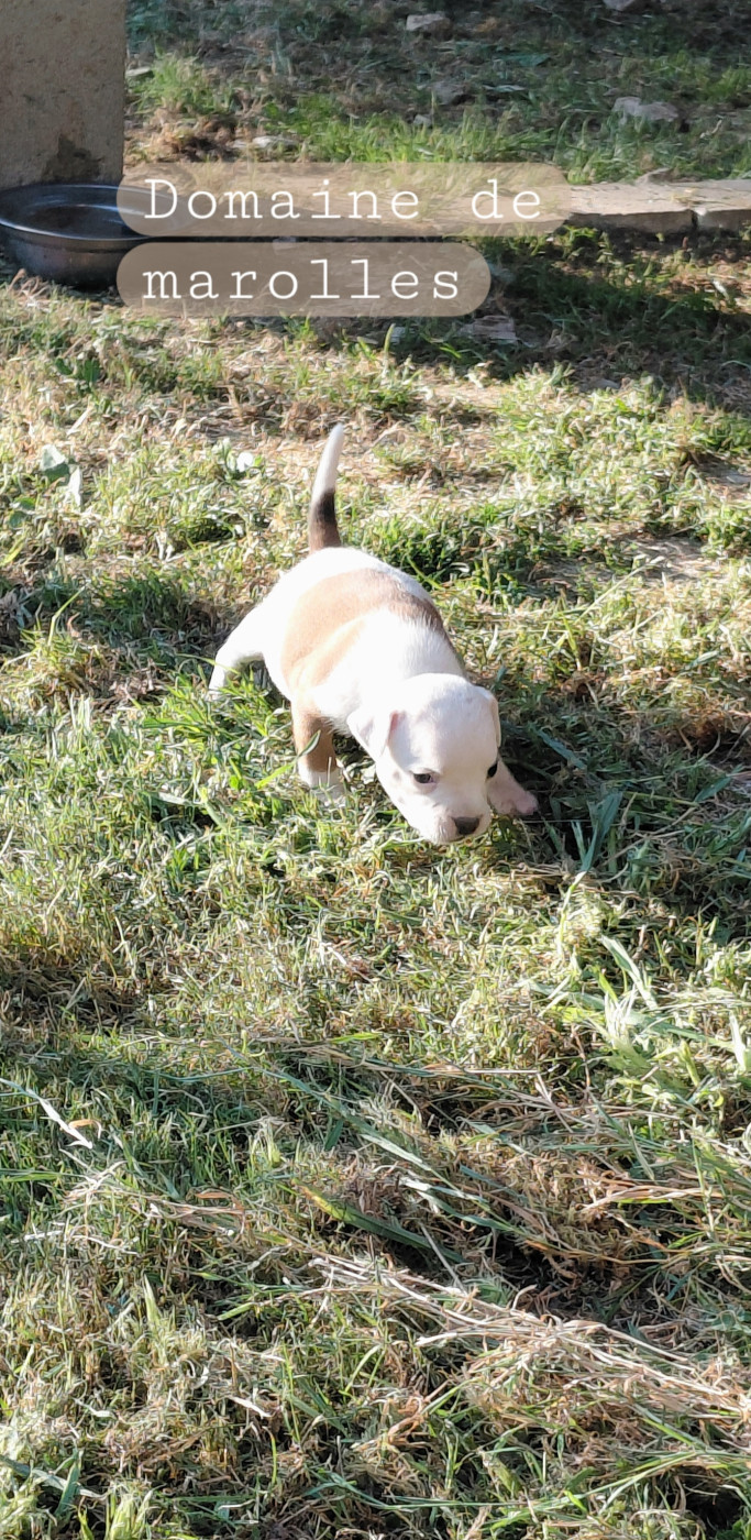 De Marolles - Chiots disponibles - Staffordshire Bull Terrier