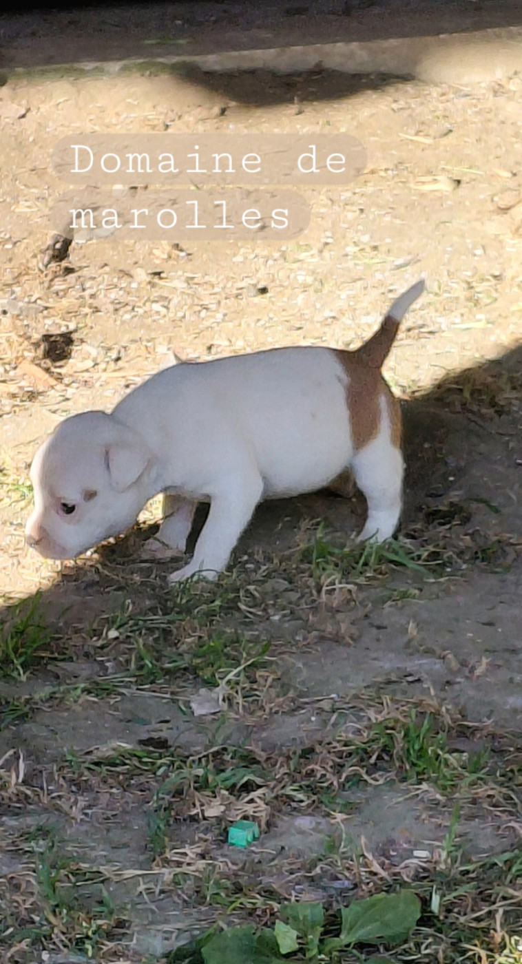 De Marolles - Chiots disponibles - Staffordshire Bull Terrier