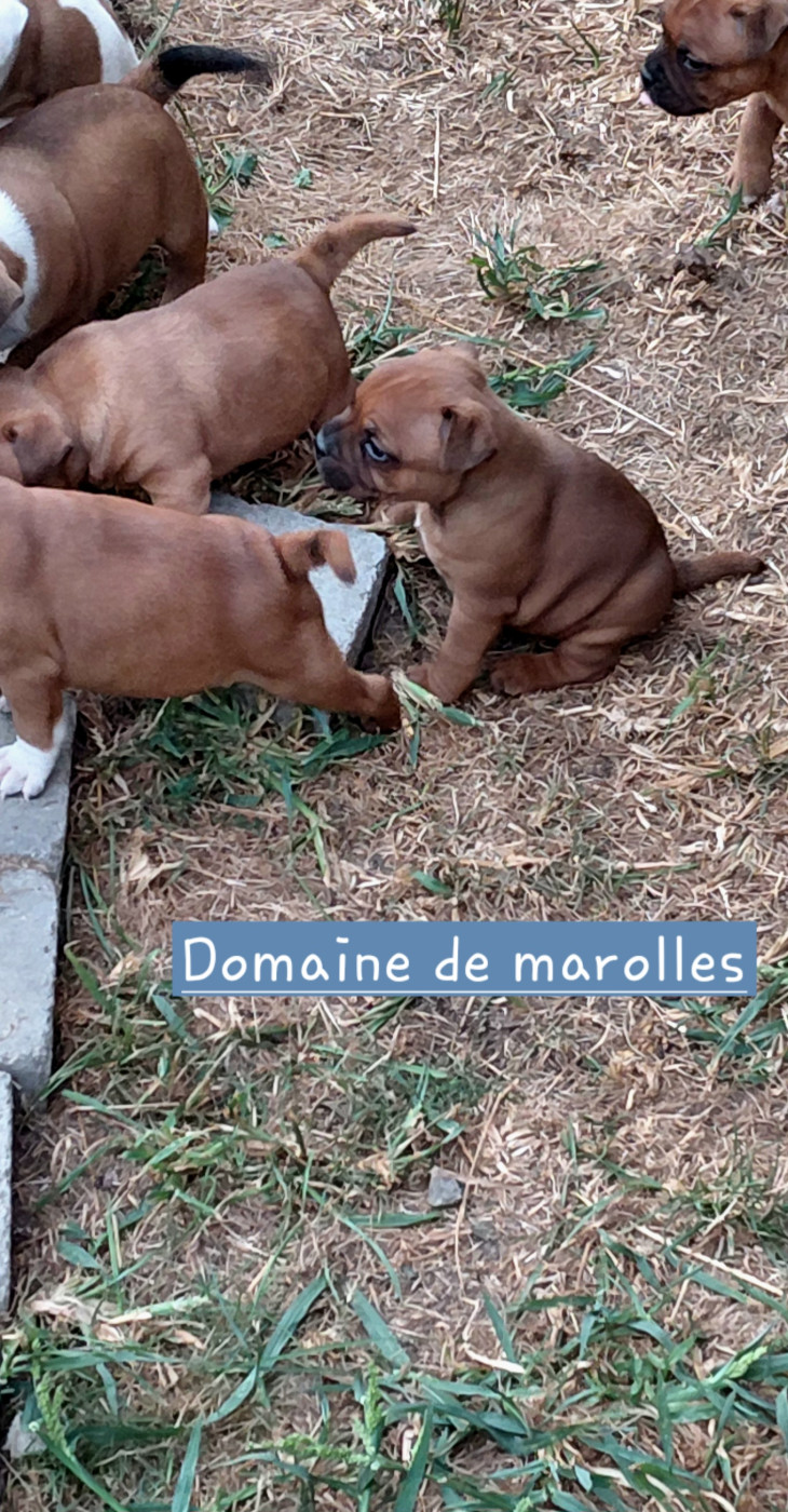 Chiot Staffordshire Bull Terrier De Marolles