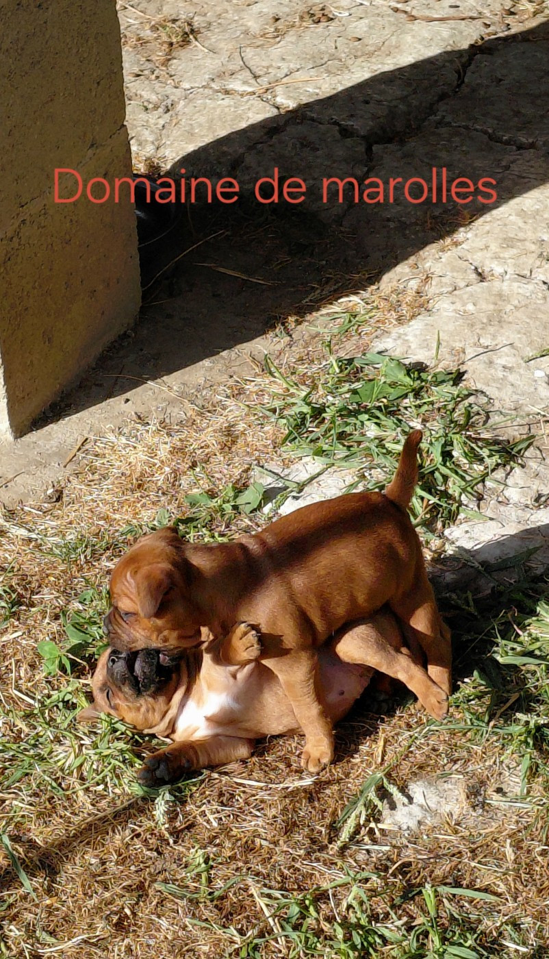 De Marolles - Chiots disponibles - Staffordshire Bull Terrier