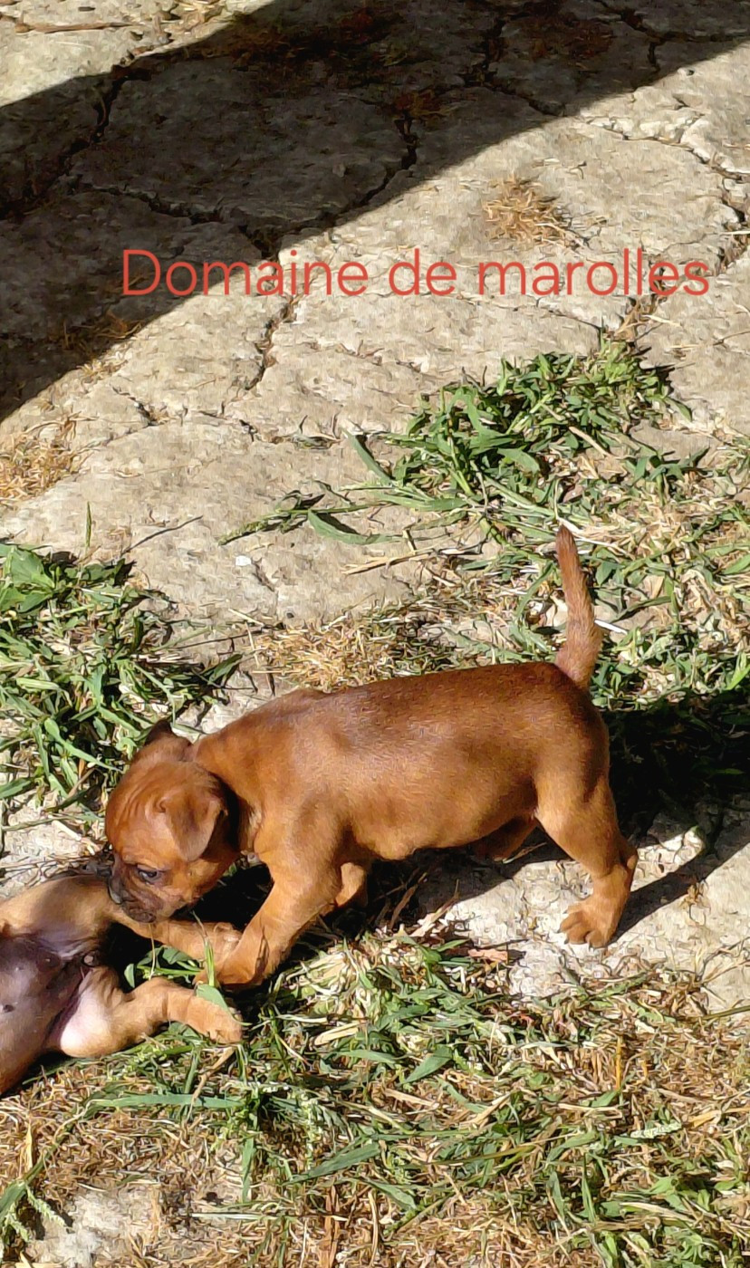 De Marolles - Chiots disponibles - Staffordshire Bull Terrier