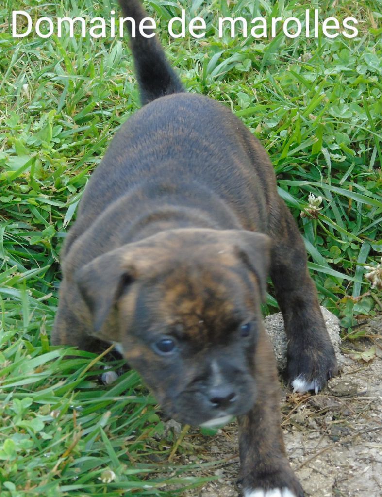 De Marolles - Chiots disponibles - Staffordshire Bull Terrier