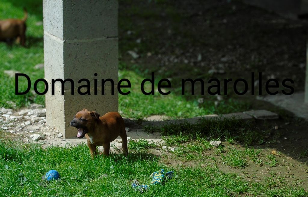 De Marolles - Chiots disponibles - Staffordshire Bull Terrier