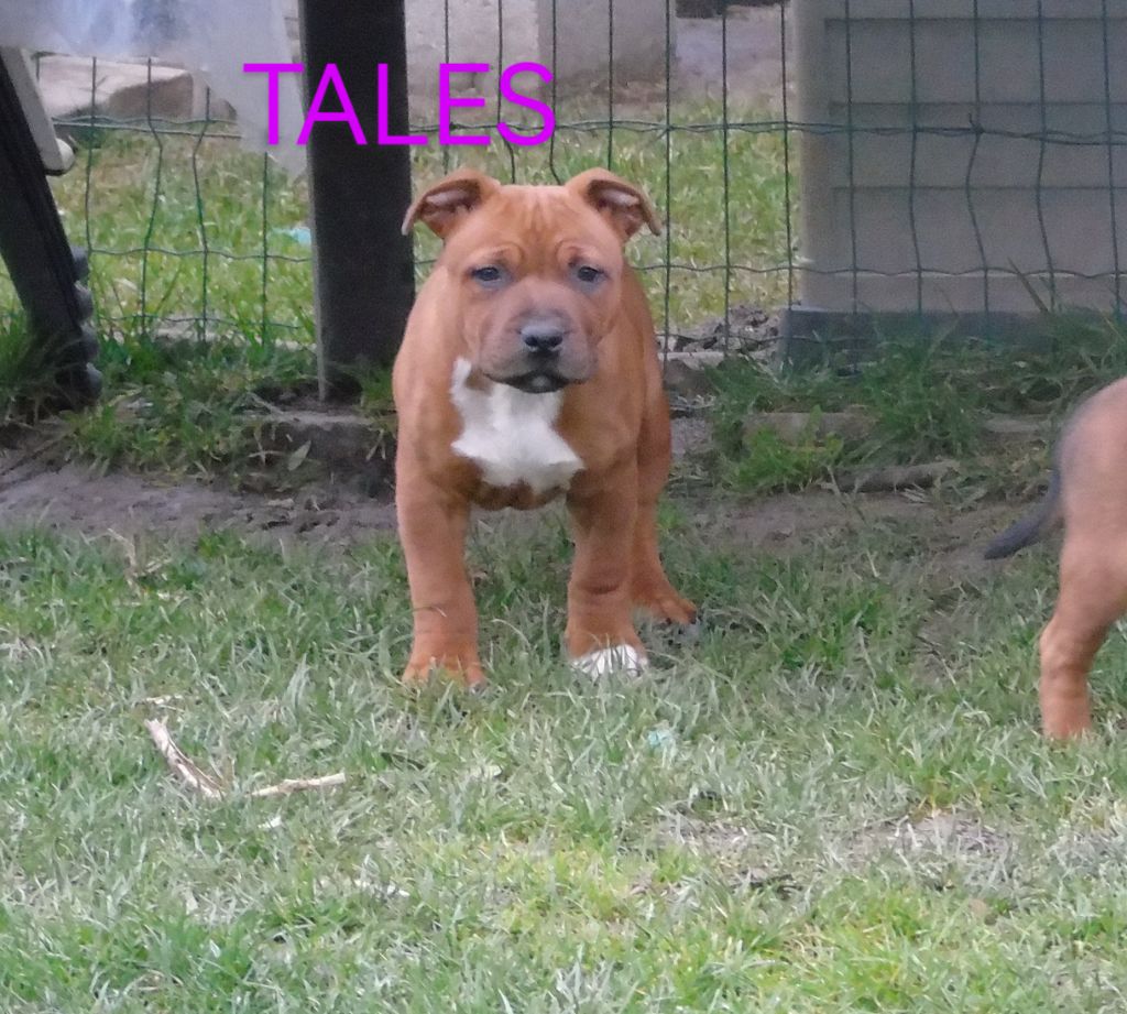 De Marolles - Chiots disponibles - Staffordshire Bull Terrier