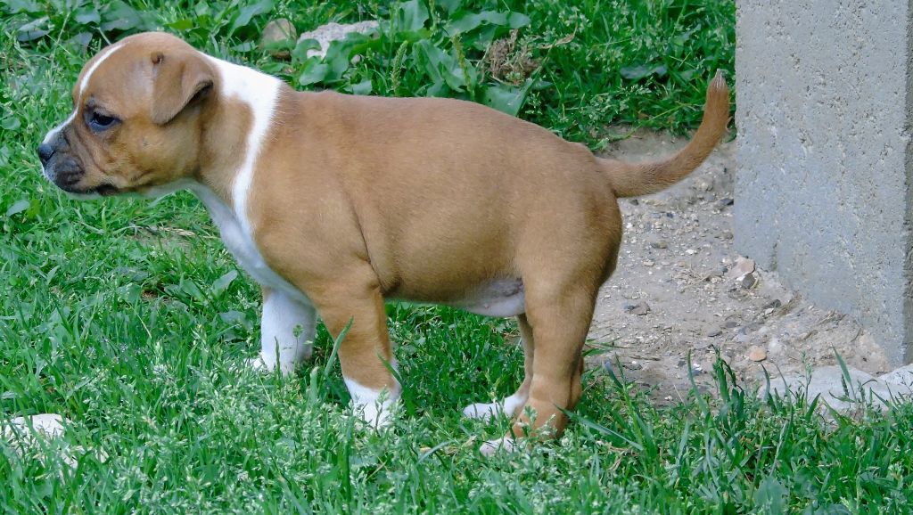 De Marolles - Chiots disponibles - Staffordshire Bull Terrier