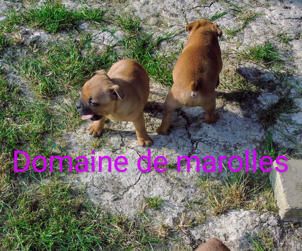 De Marolles - Chiots disponibles - Staffordshire Bull Terrier