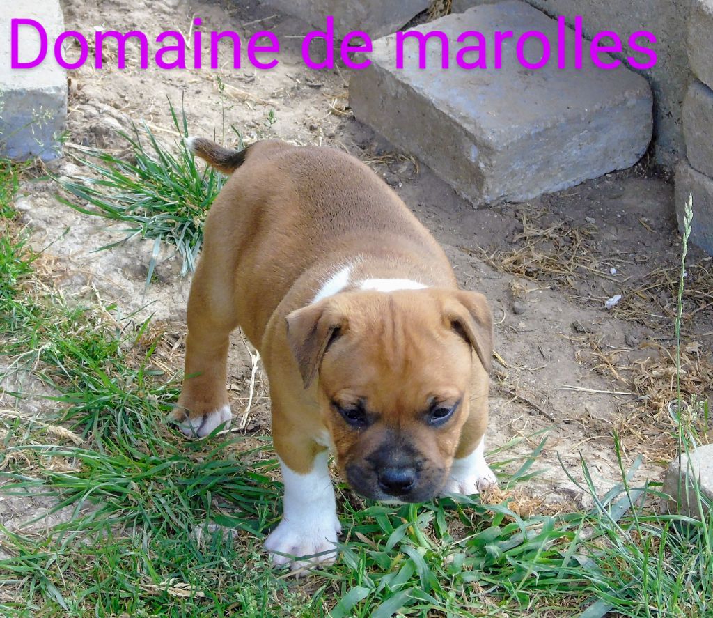 De Marolles - Chiots disponibles - Staffordshire Bull Terrier
