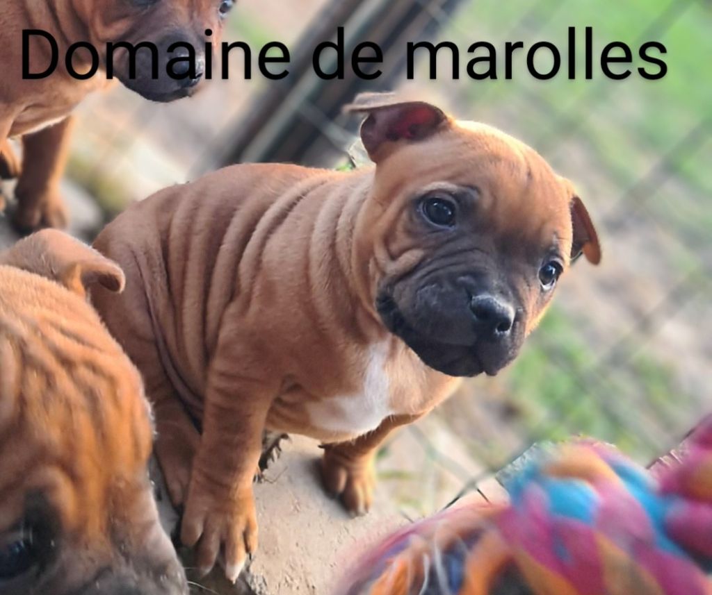 De Marolles - Chiots disponibles - Staffordshire Bull Terrier