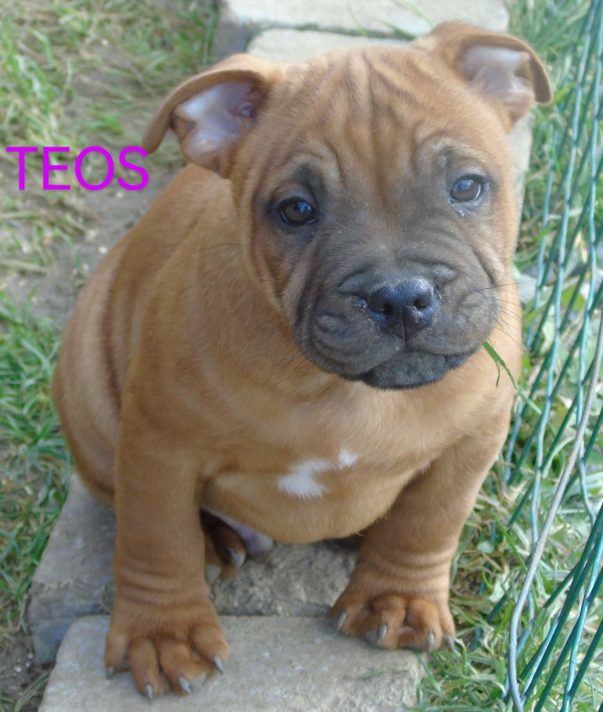 De Marolles - Chiots disponibles - Staffordshire Bull Terrier