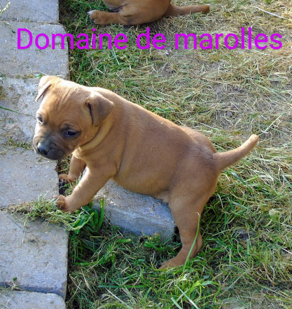 De Marolles - Chiots disponibles - Staffordshire Bull Terrier