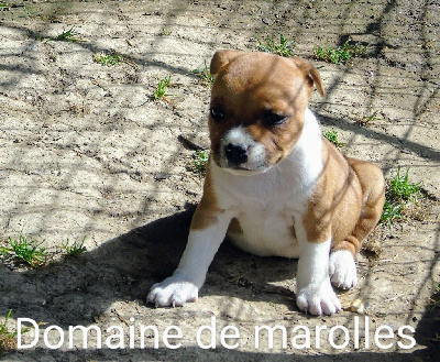 CHIOT 4