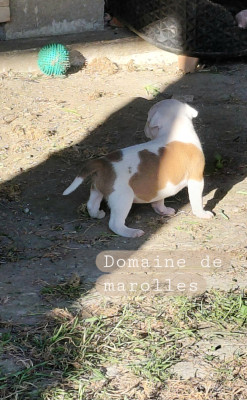 Chiot N°6