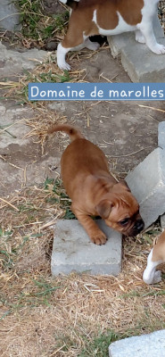 Chiot N°1