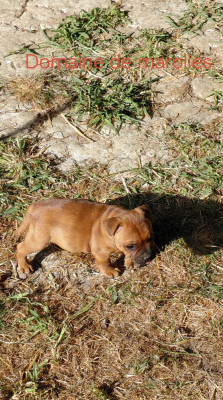 Chiot N°2