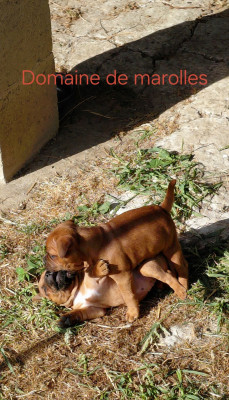 Chiot N°3