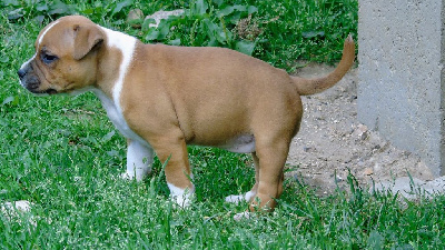CHIOT 5