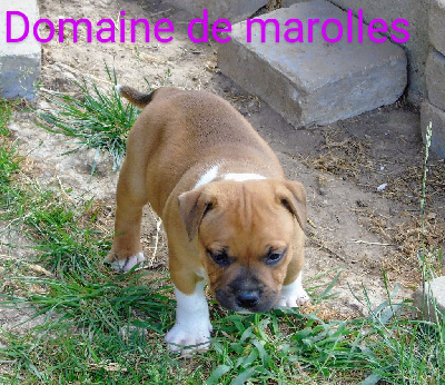 CHIOT 3