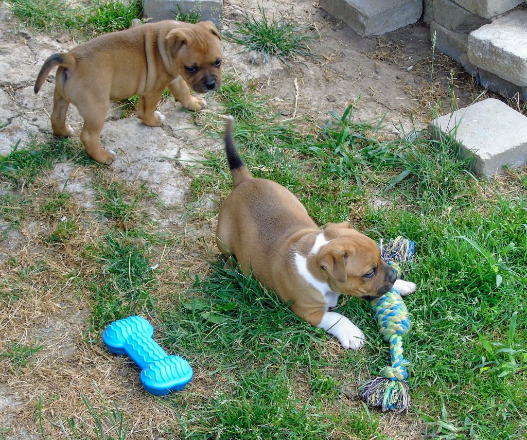 Chiot Staffordshire Bull Terrier De Marolles