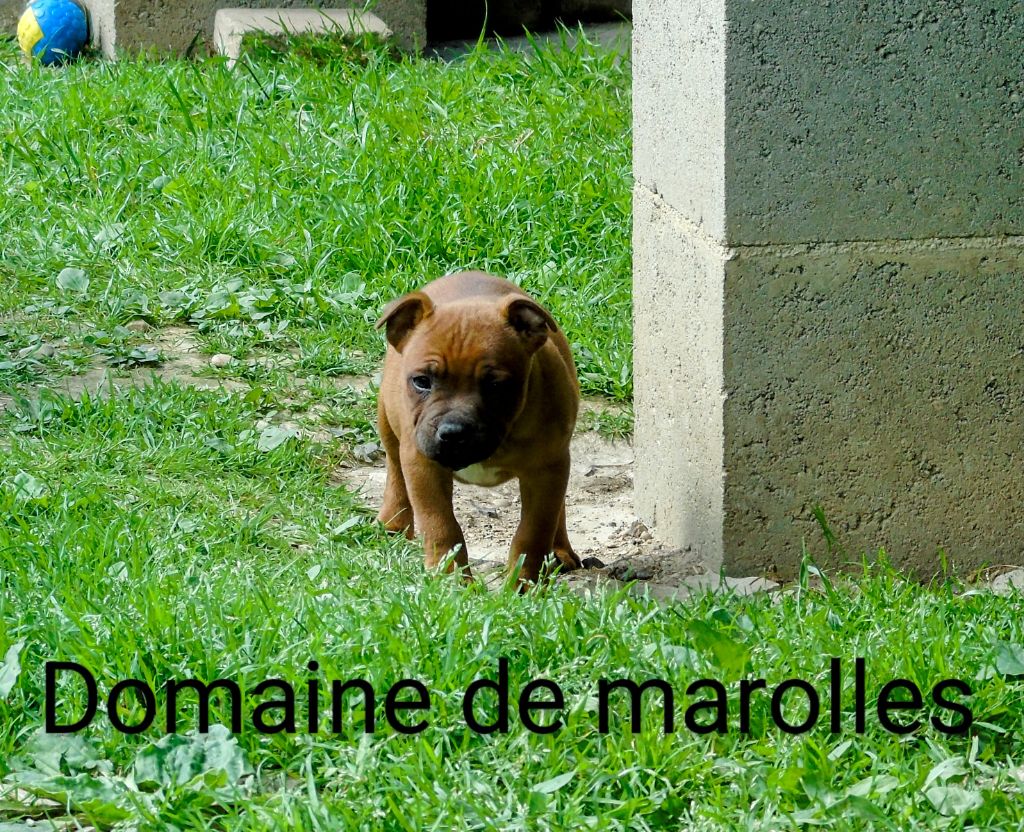 De Marolles - Chiots disponibles - Staffordshire Bull Terrier