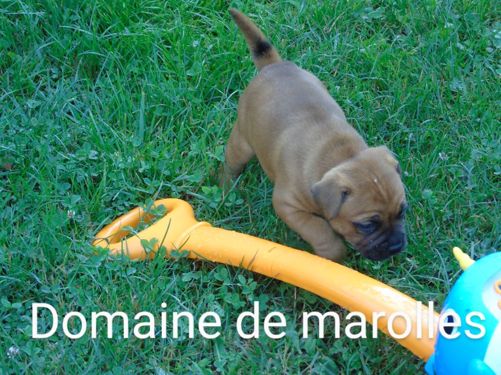 De Marolles - Chiots disponibles - Staffordshire Bull Terrier