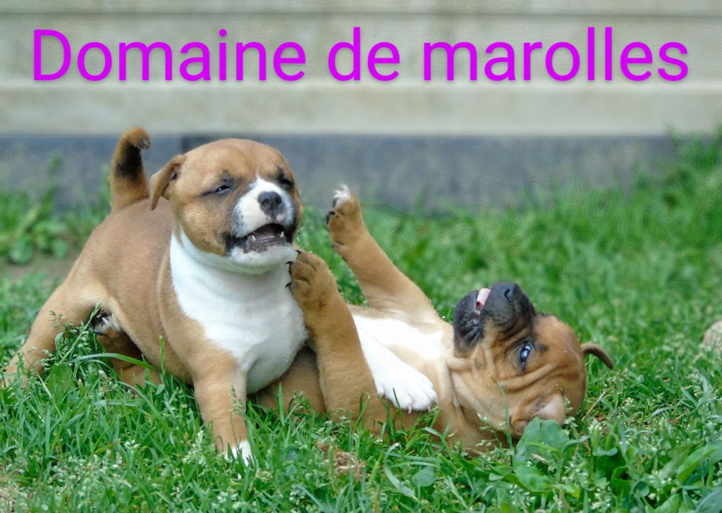 De Marolles - Chiots disponibles - Staffordshire Bull Terrier