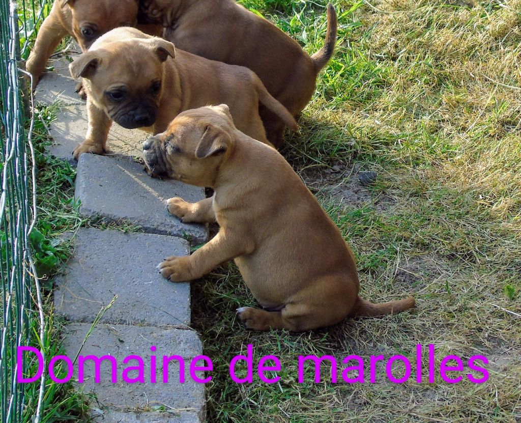 Chiot Staffordshire Bull Terrier De Marolles