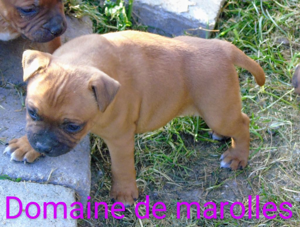 De Marolles - Chiots disponibles - Staffordshire Bull Terrier